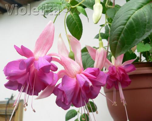 Фуксия Fuchsia Bella Rosella