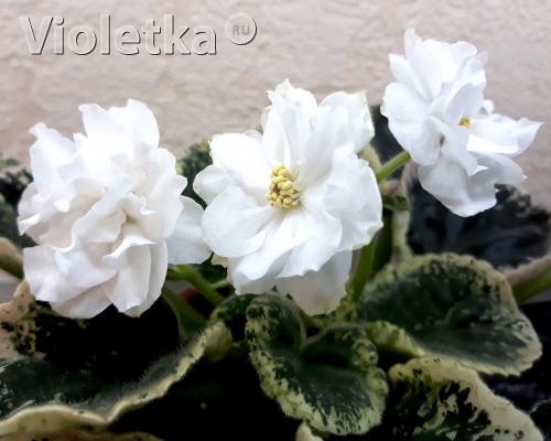 Фиалка Жемчужина Фото Фиалка Жемчужина Фото